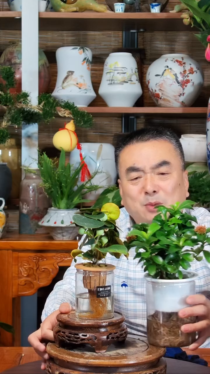 全部花苞A*水之韵水培小盼菩提+龙船花