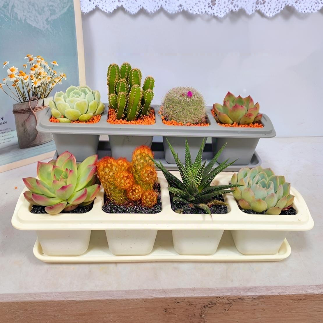 （简约四件套）多肉植物组合美观可选盆 ，植物随机（每个不同）