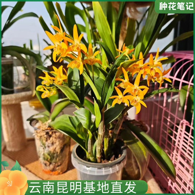 【黄鹤大明石斛】稀有浓香超多花剑室内桌面花卉好养四季开花带花