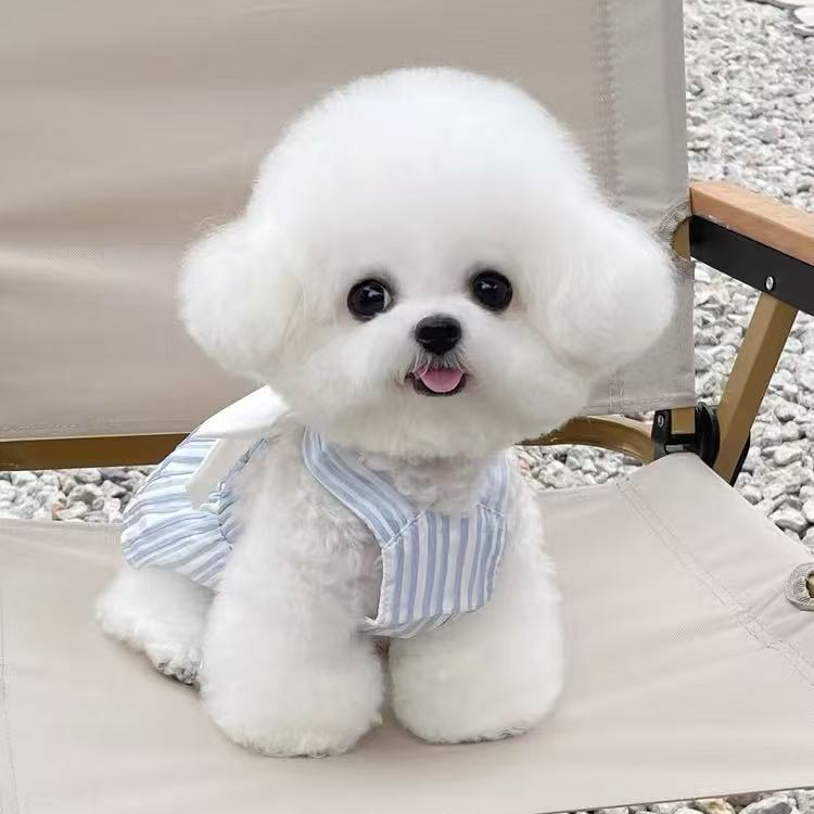 【淄博添宝犬舍】门店看狗拍付链接