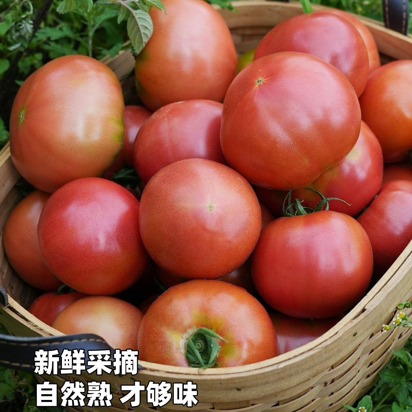 云谷粉如意番茄——顺丰包邮到家！1300米高山有机肥种植，雄峰授粉