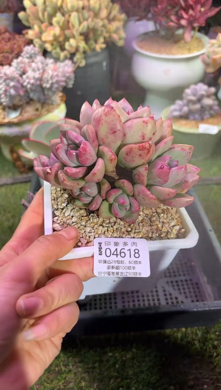 【闪购商品】04618