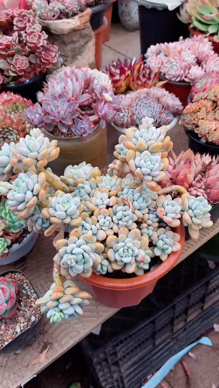 【闪购商品】08088