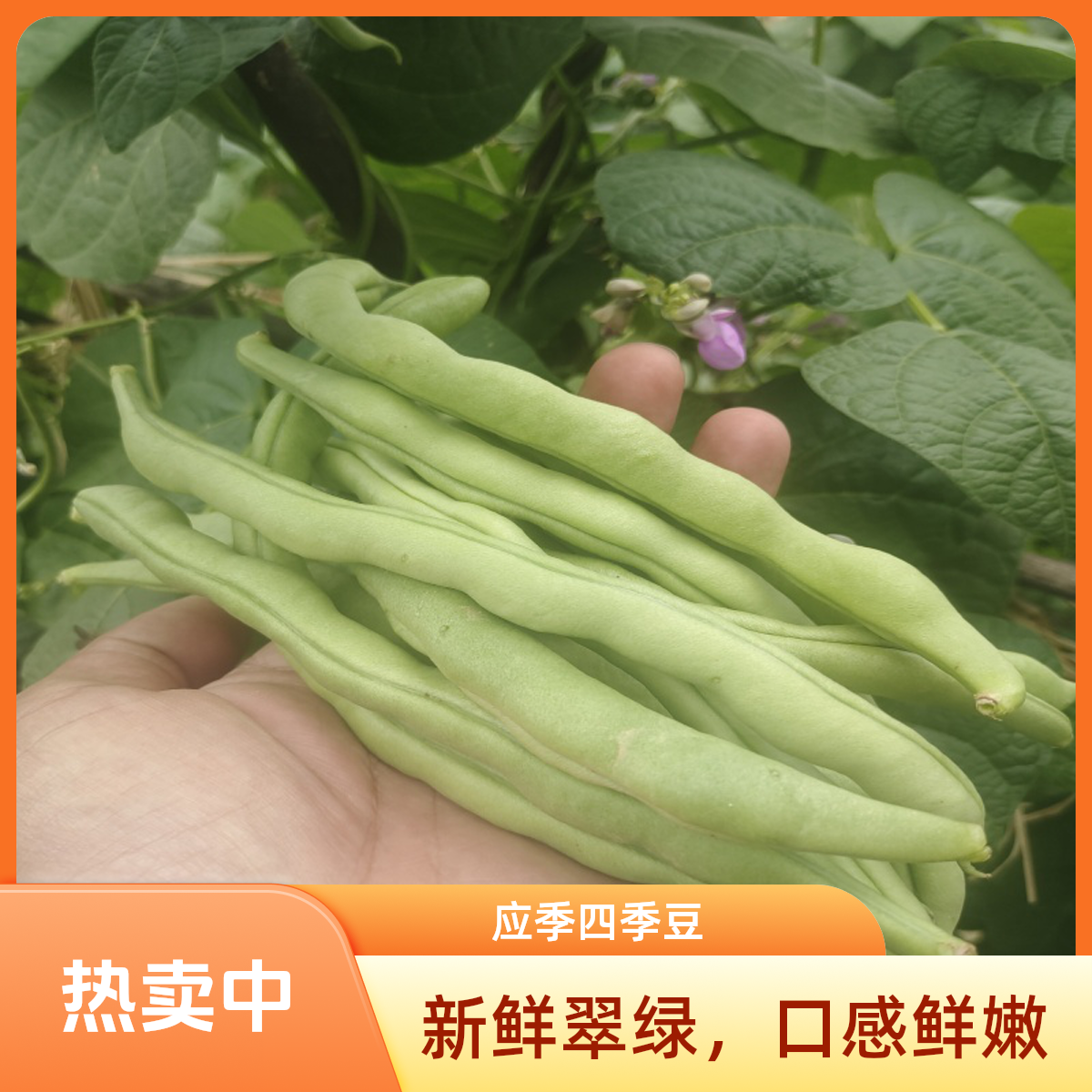 现摘云南四季豆新鲜无筋豆角青豆时令季蔬菜