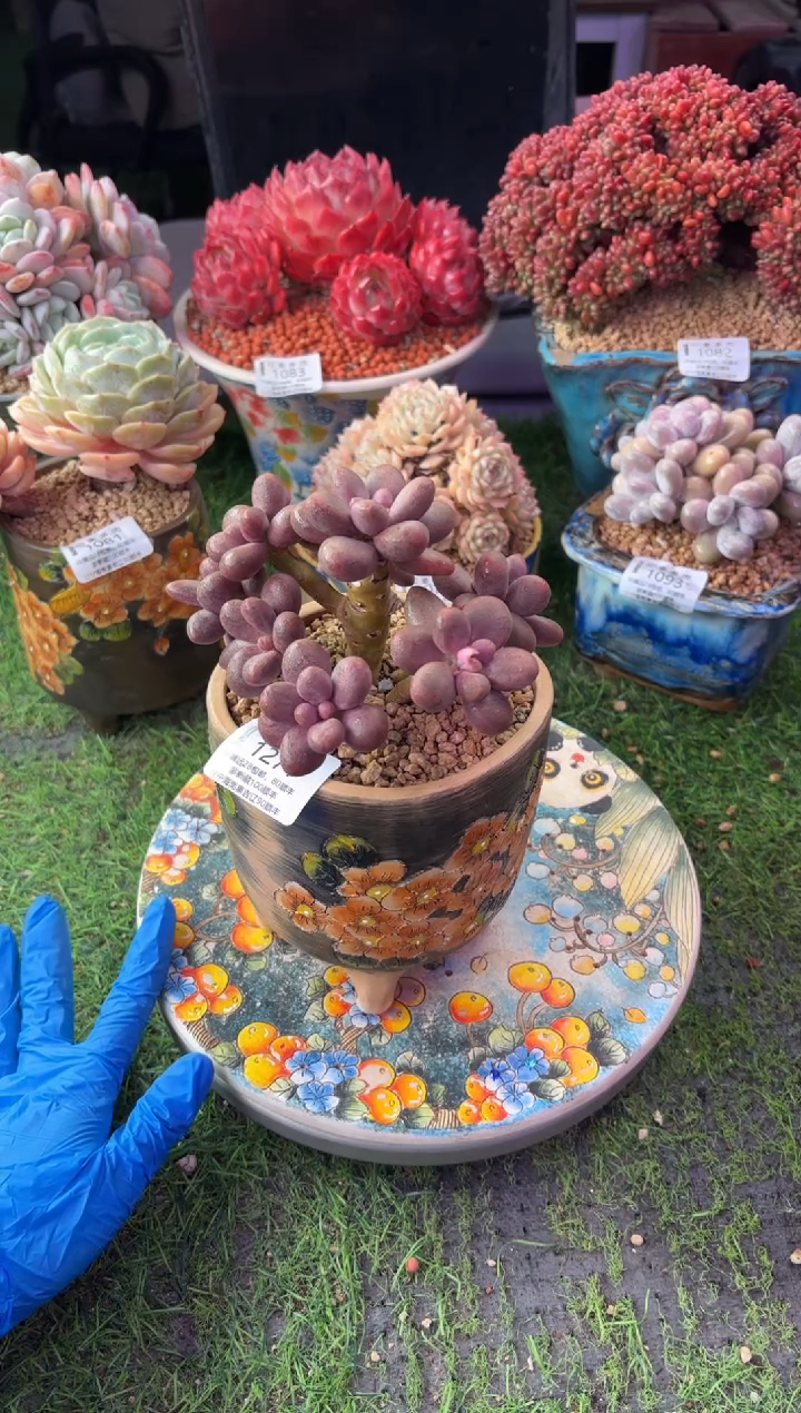 昆明印象多肉1271