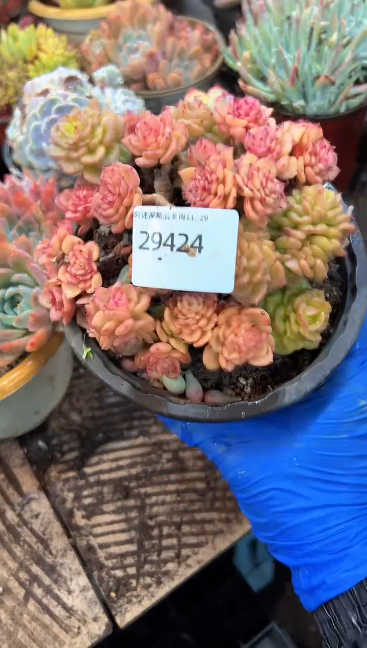 绽*多肉植物一物一拍29424