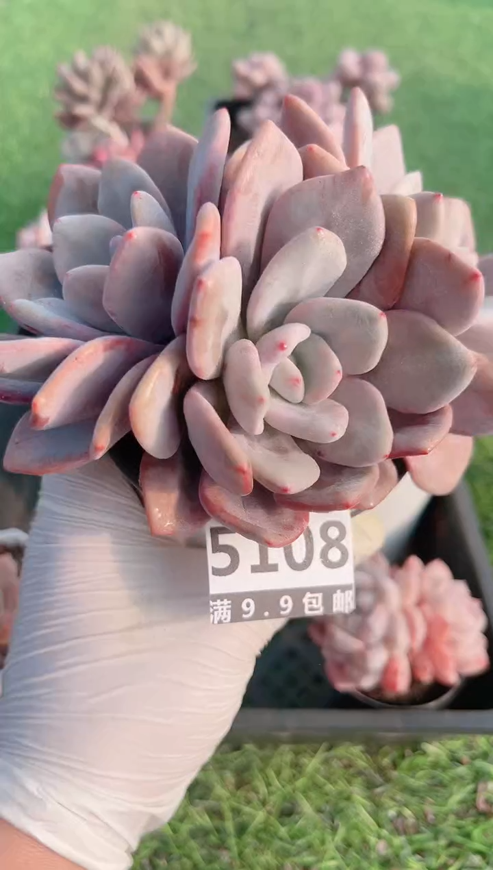 【闪购商品】信福多肉一物一拍