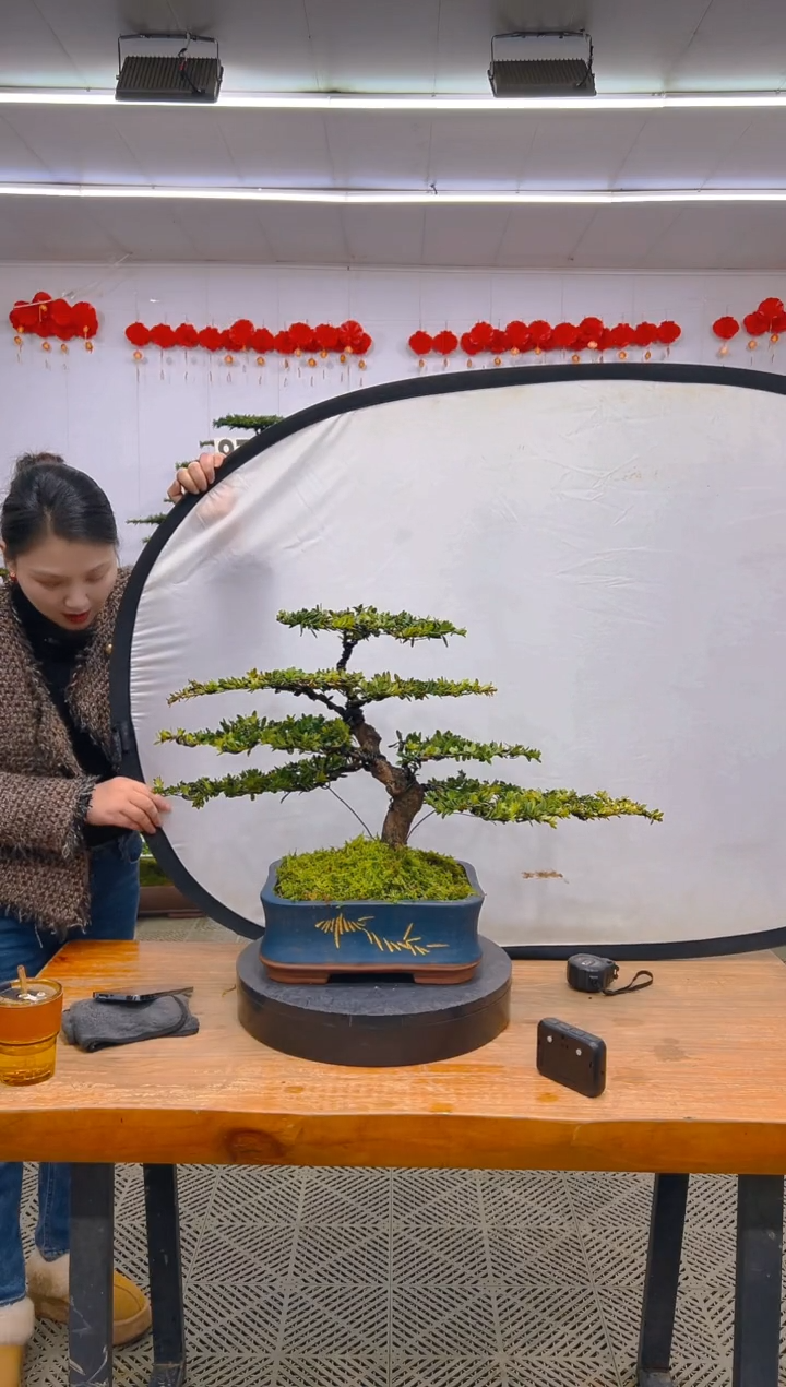 【闪购商品】盆景1