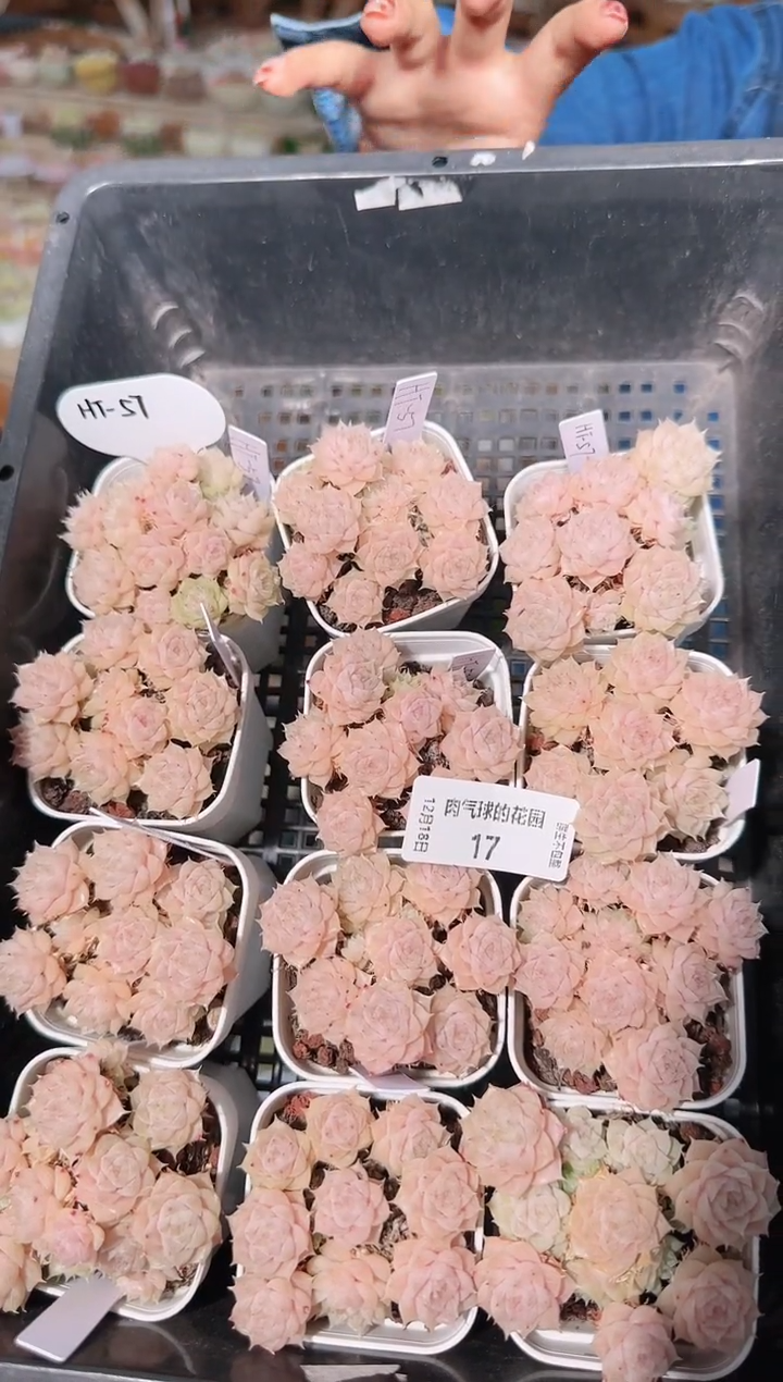 1218-17ht-57多肉量拍任意发一颗群生不包整