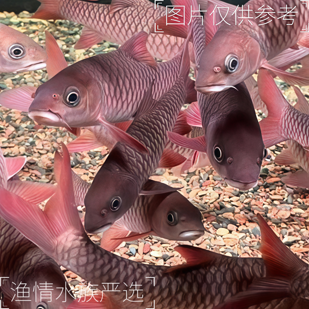 哥拉巴拉T流域顺丰包邮