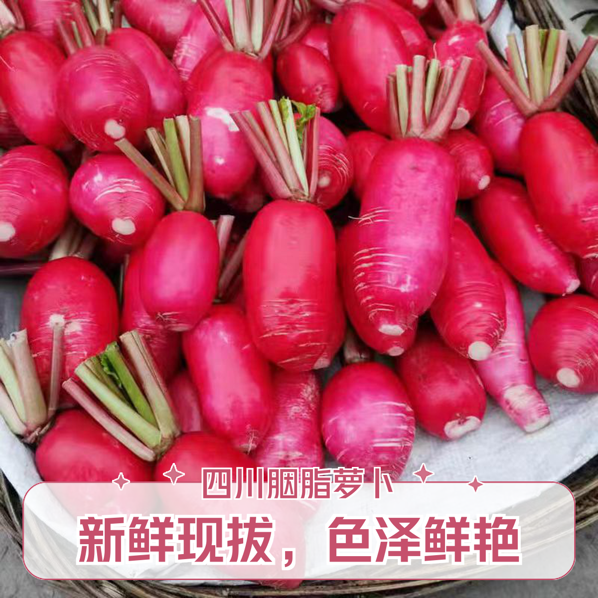 四川高山胭脂萝卜农户露天种植红皮萝卜新鲜现拔现发泡菜凉拌