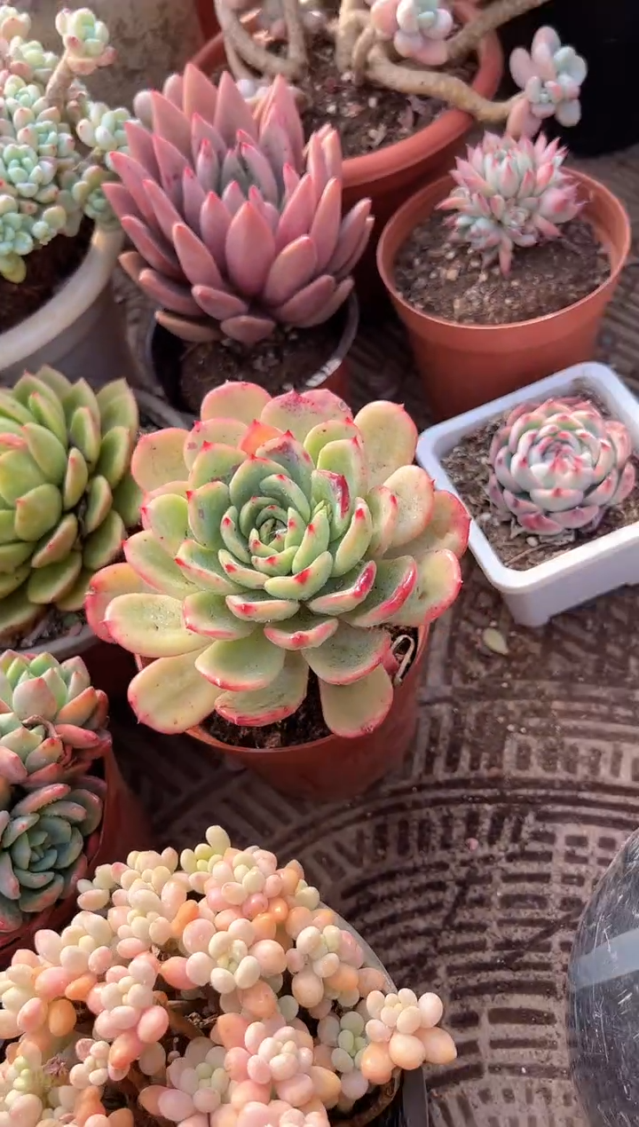 彩**天多肉植物一物一拍31321