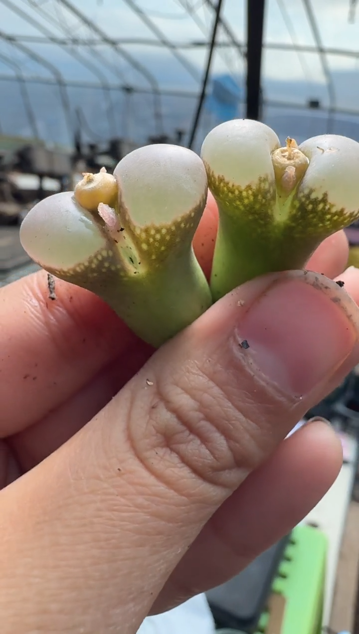 44多肉植物肉锥B23一颗