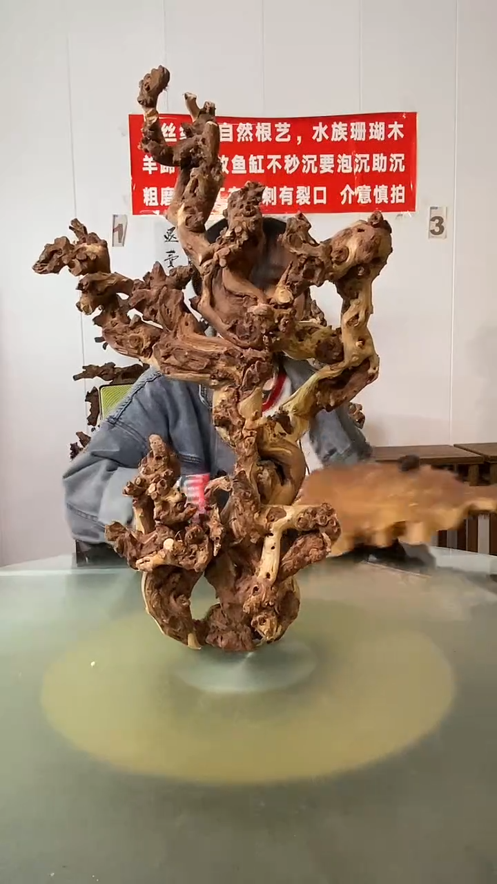 木索*昶金丝红木 羊蹄甲