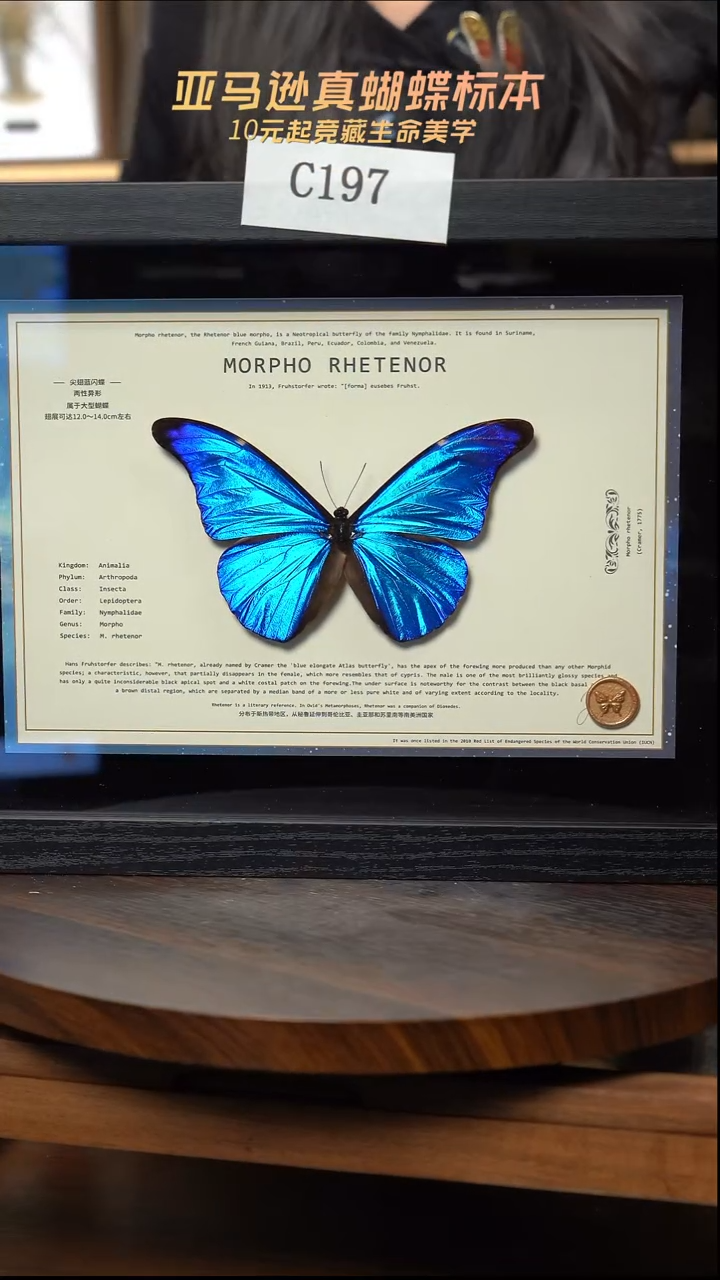 蝴蝶标本摆件竞拍c197