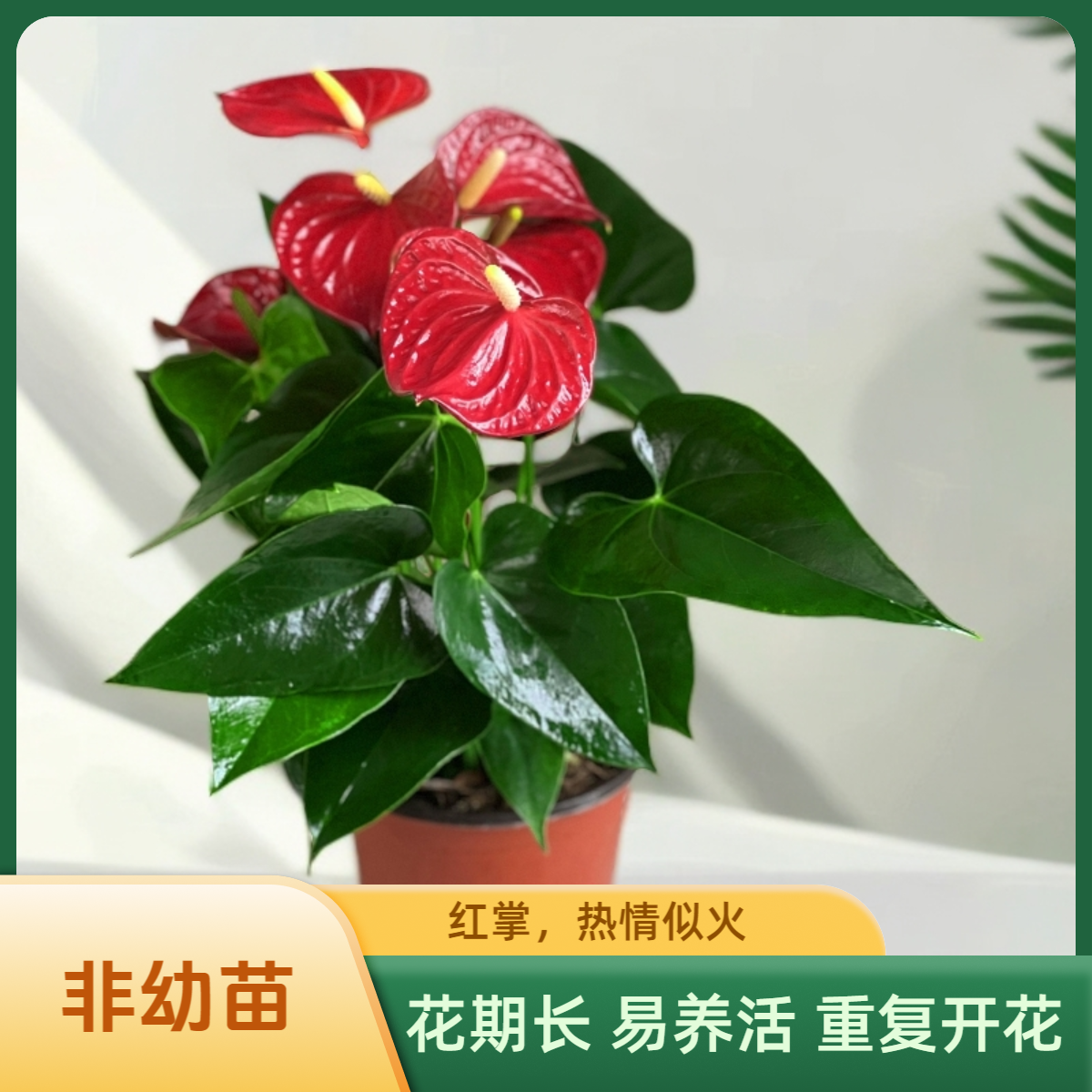 金色池塘  蝴蝶兰【红掌盆花】圣诞节带花室内乔迁开业礼物