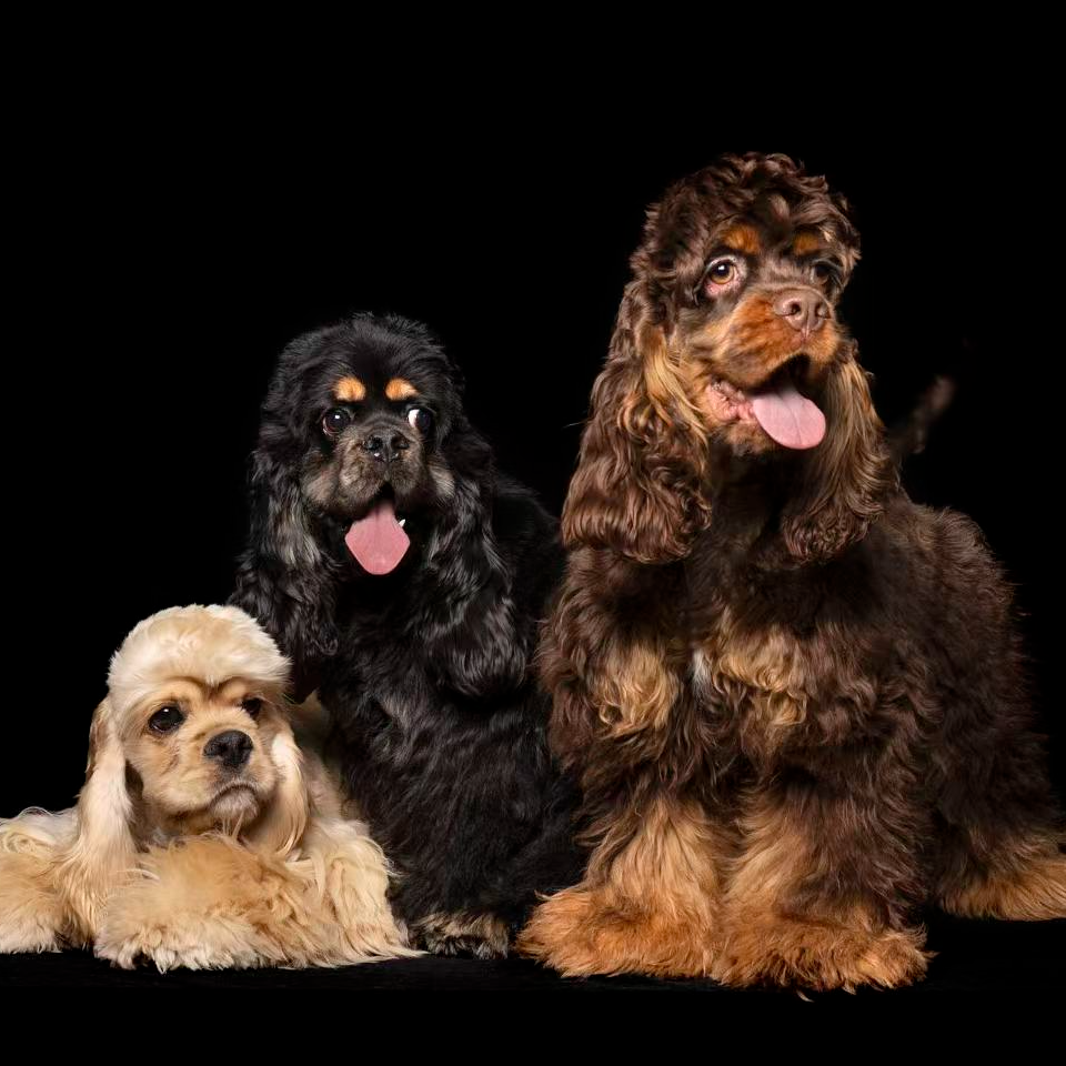 双血统纯种美卡犬可爱呆萌活体宠物