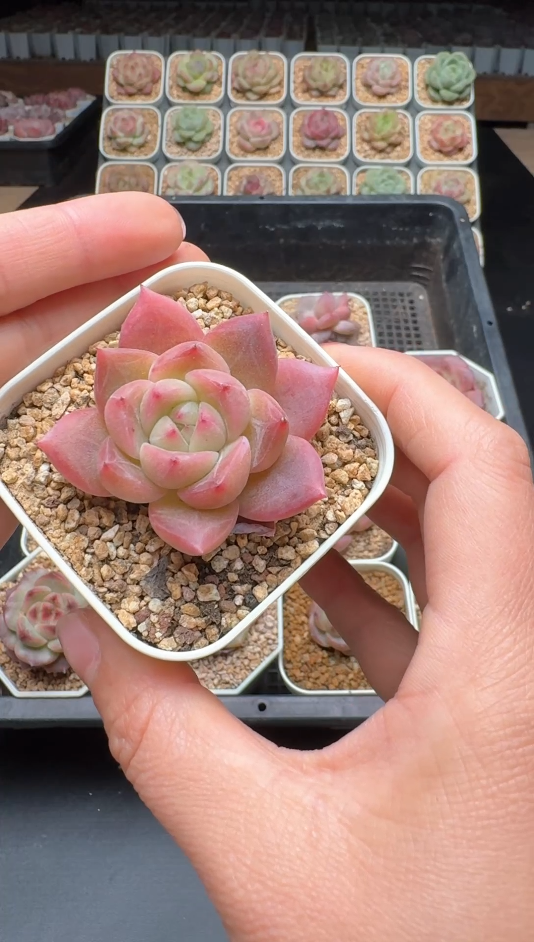 【闪购商品】613号 珍妮杂交多肉 花卉植物