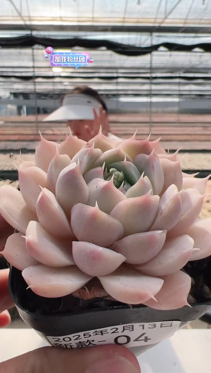 【闪购商品】新款多肉-4