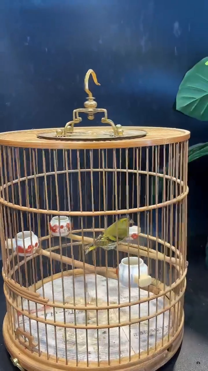 54号 黄雀 养笼  0元起拍