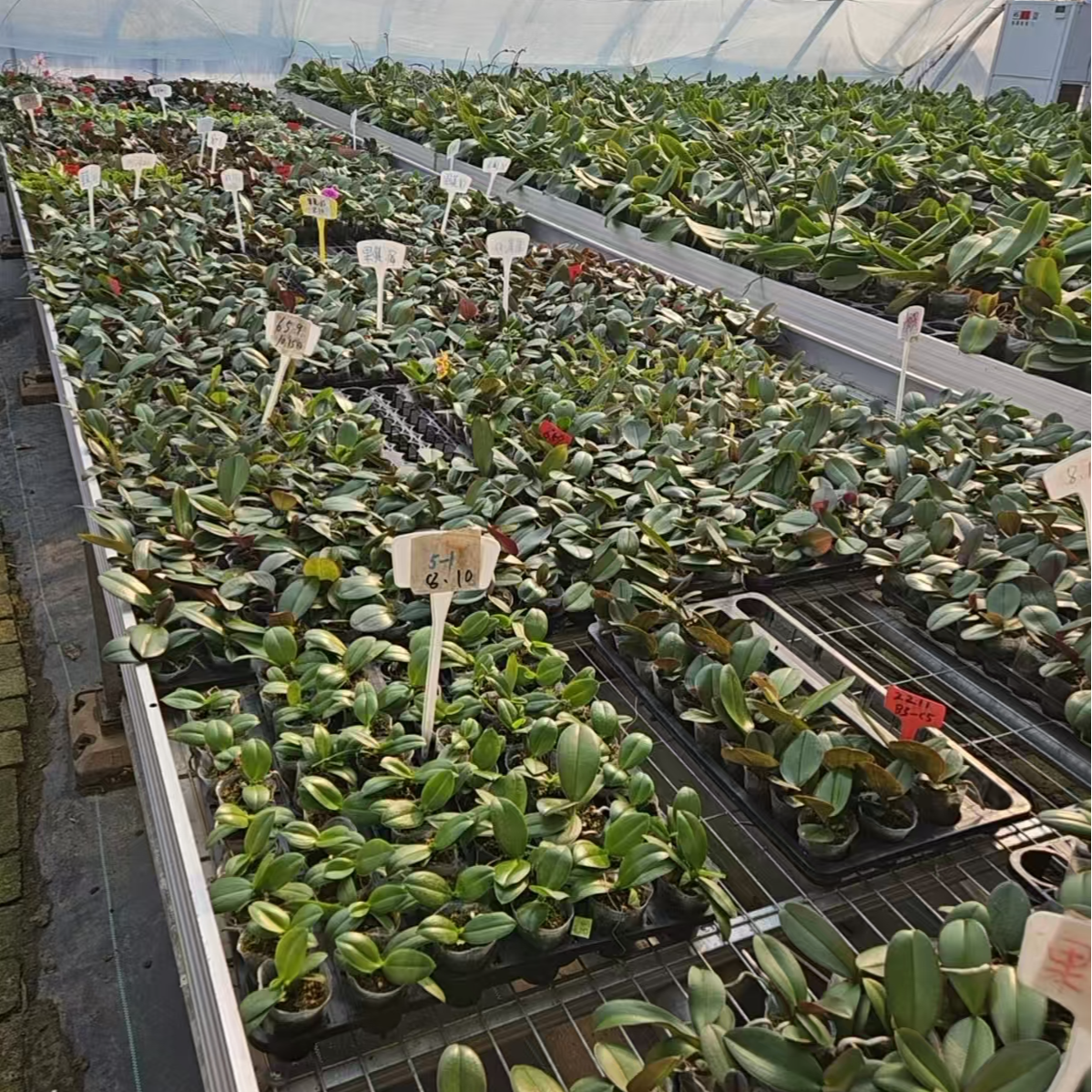 预售713 1.7寸杯 新根系好