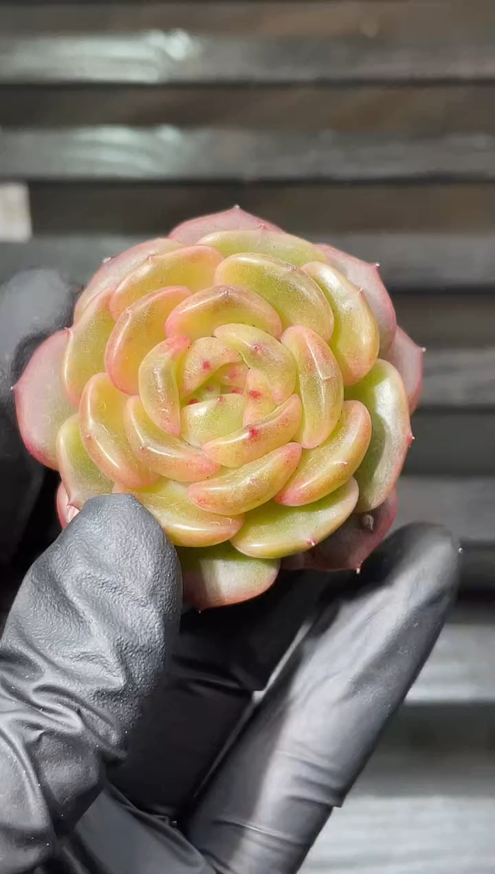 24-48妖精珍妮4-5厘米量拍发一颗