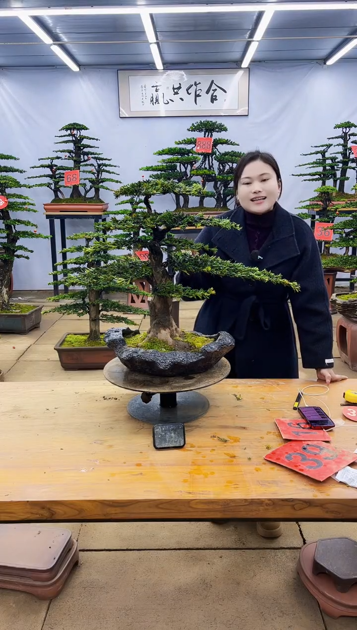 【闪购商品】高端盆景一物一拍，所见即所得