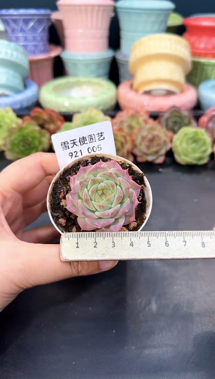 921-005青山（冠幅5CM）
