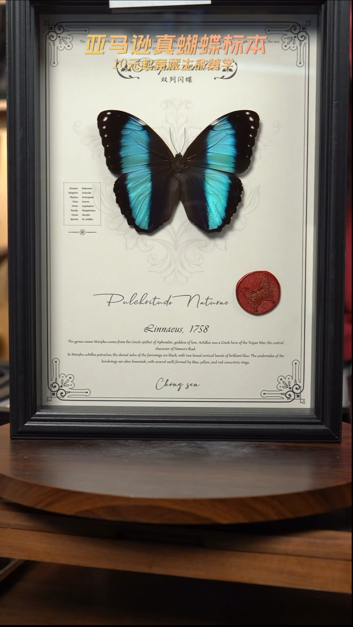 蝴蝶标本摆件竞拍d729