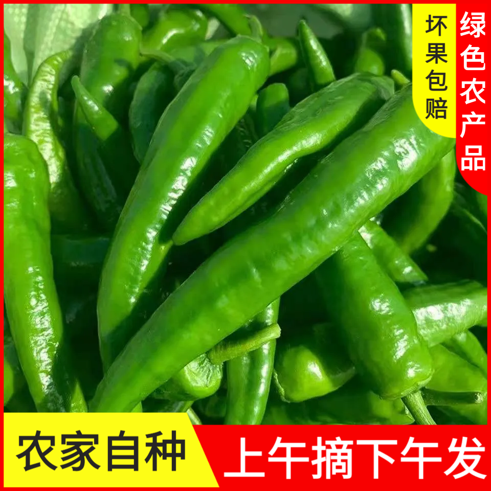 新鲜辣椒虎皮青椒5斤薄皮现摘大辣椒青辣椒菜椒农家自种牛角椒