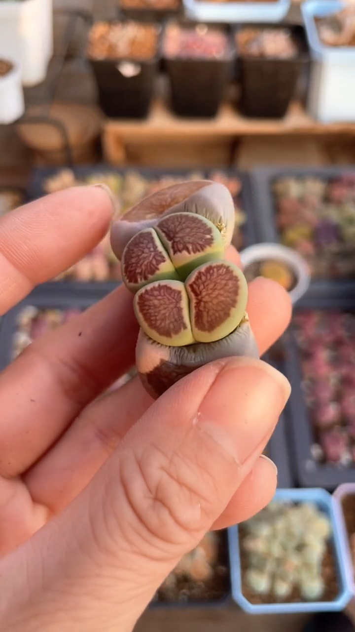 【闪购商品】0762直播一物一拍