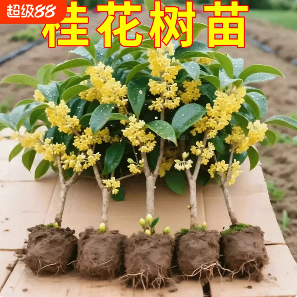 桂花树苗盆栽金桂丹桂开花室内阳台庭院浓香型花卉植物四季桂