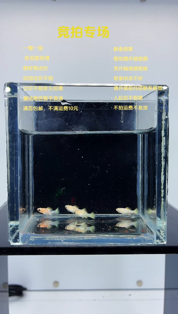 孔雀鱼樱花玛丽苗子4条-36