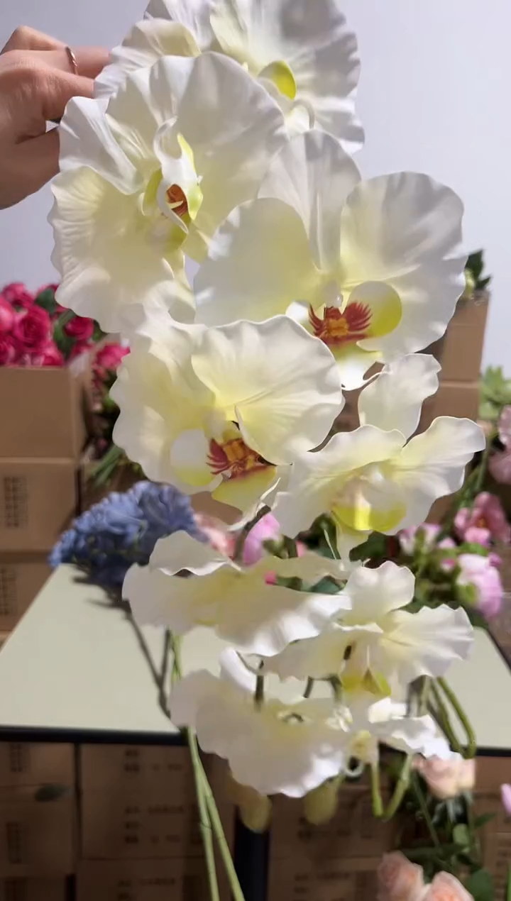 彭*X1枝白色蝴蝶兰      
