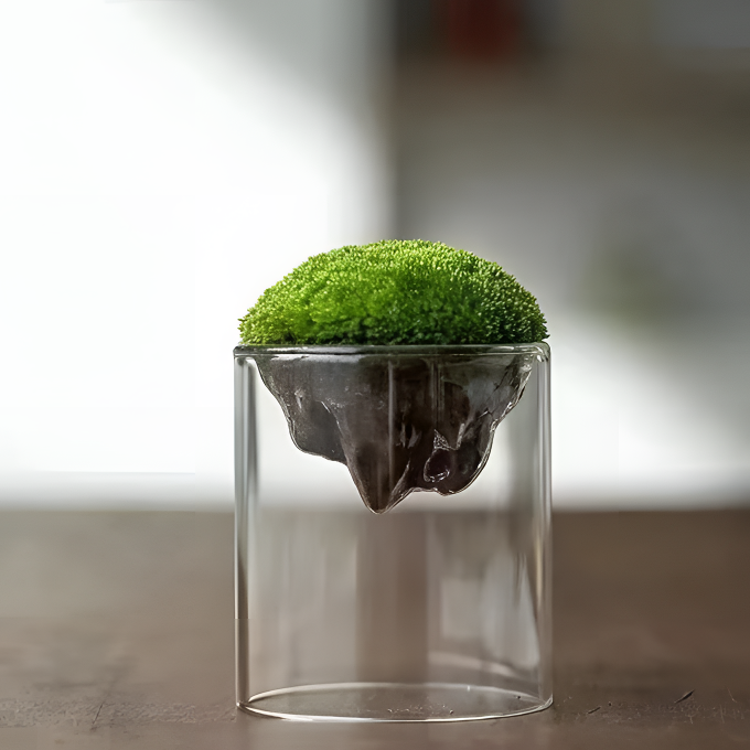 【观山苔藓】成品发货