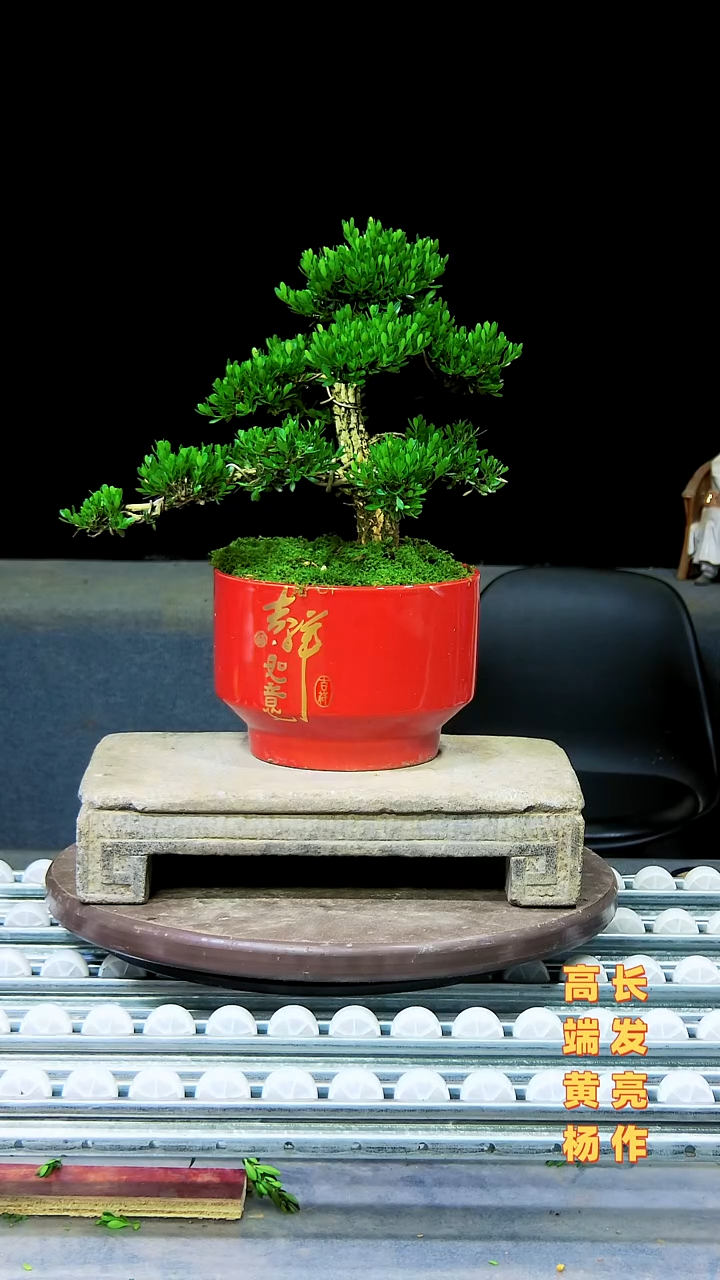 无花朵广东揭阳雀舌黄杨