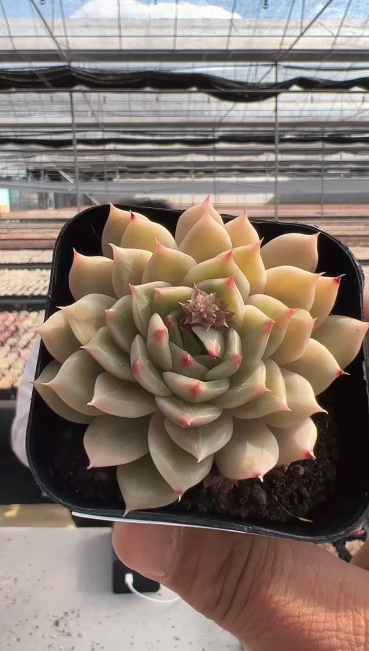 【闪购商品】新款多肉-175