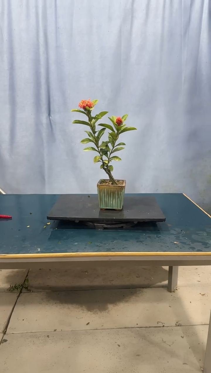 龙船花龙船花龙船花龙船花