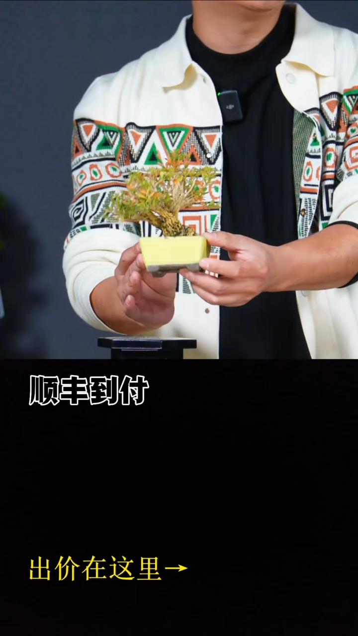 无花朵a261黄杨bubaoyou