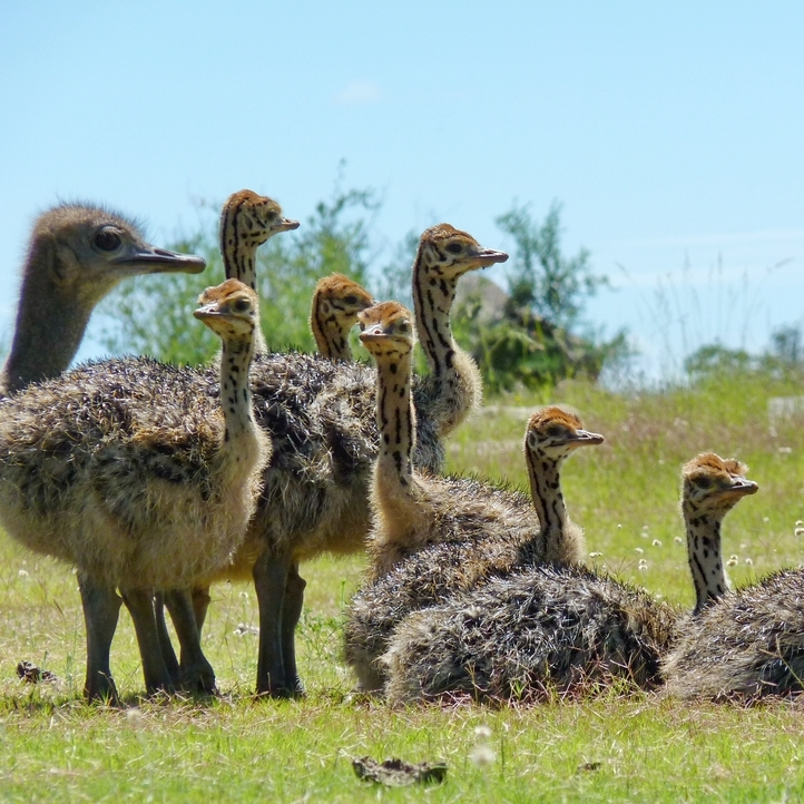 宠物文鸟萌鸵顺丰包邮