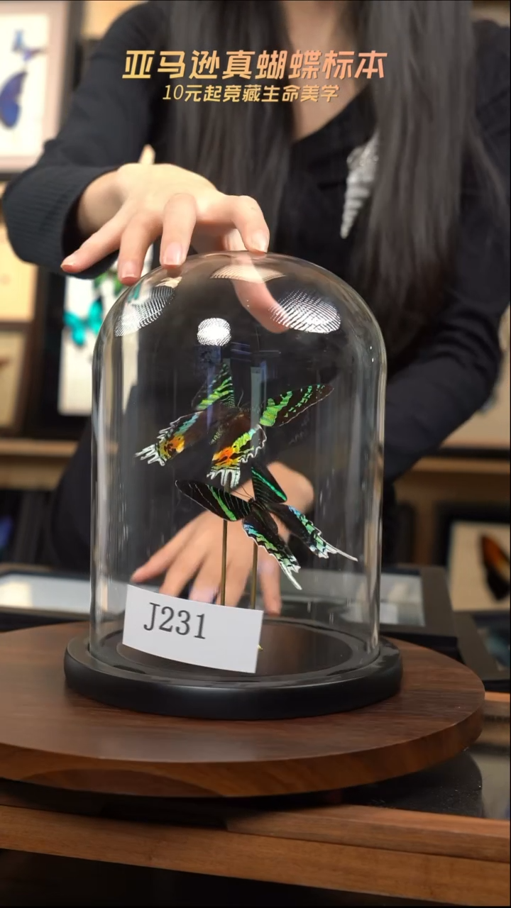 蝴蝶标本摆件竞拍j231