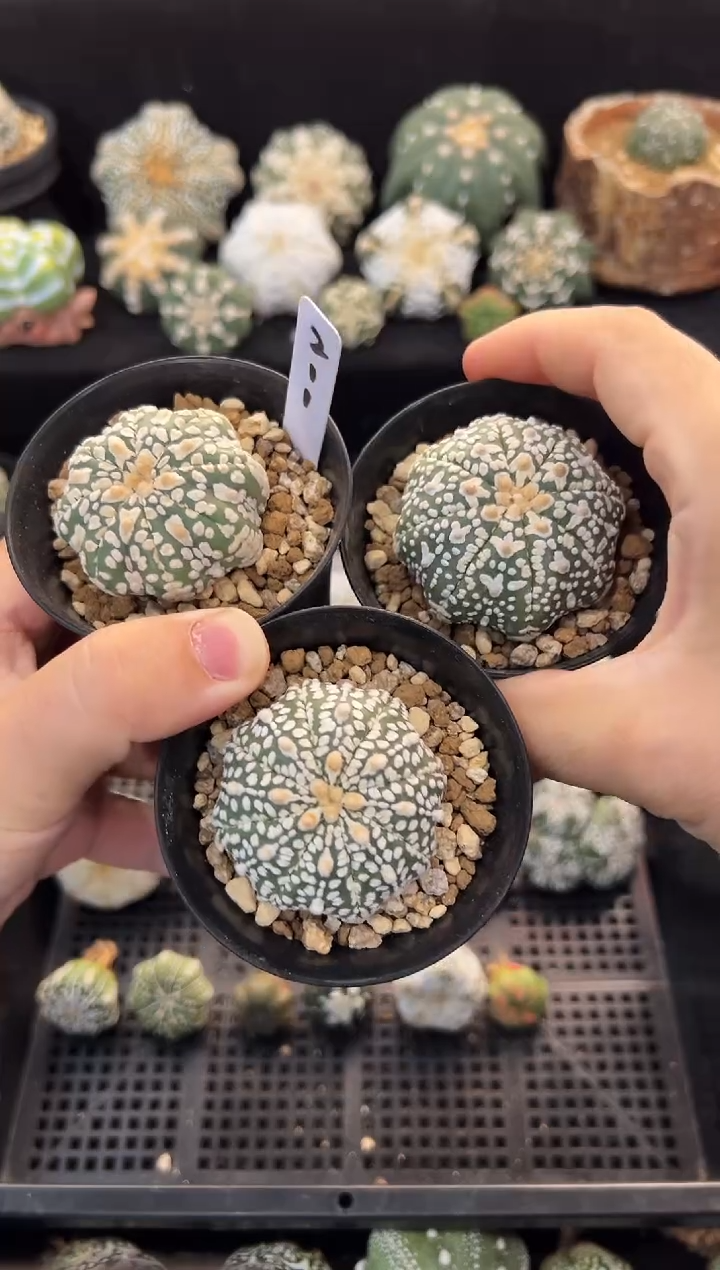  实生根三颗编码211