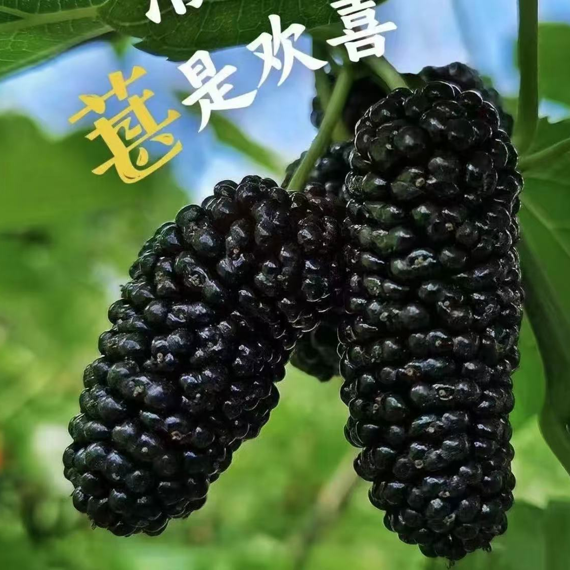 黑珍珠桑葚树苗南北方种植盆栽地栽当年结果