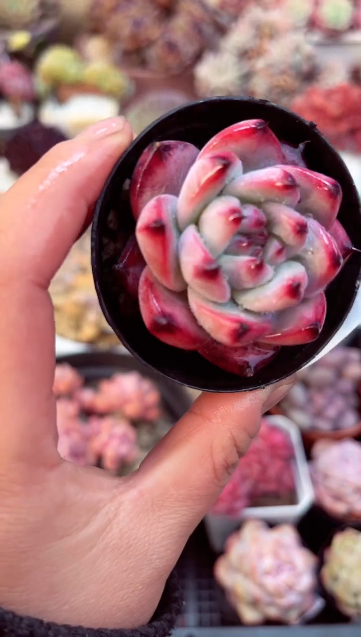 【闪购商品】7738单头多肉