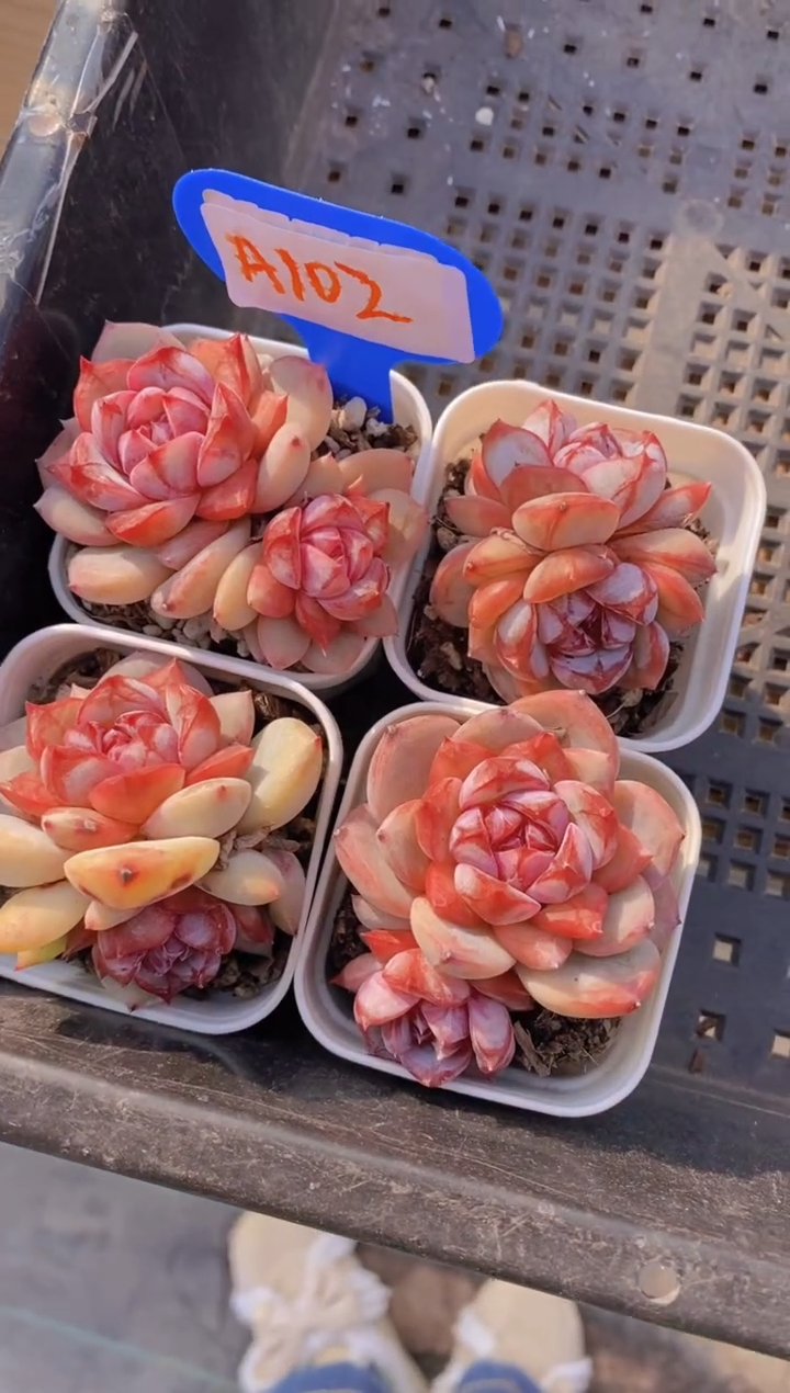  A102-血色浪漫小双头（量拍）