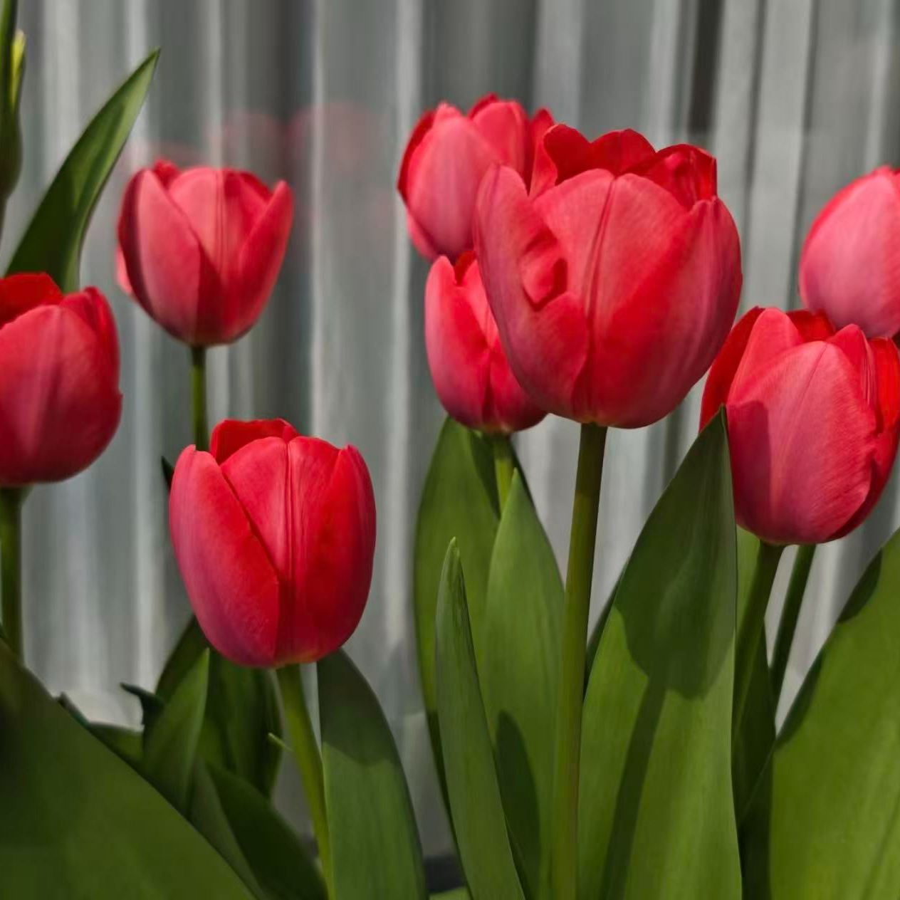 【李先生】（红色郁金香！！种球一个）可盆栽可水培室内好养植物