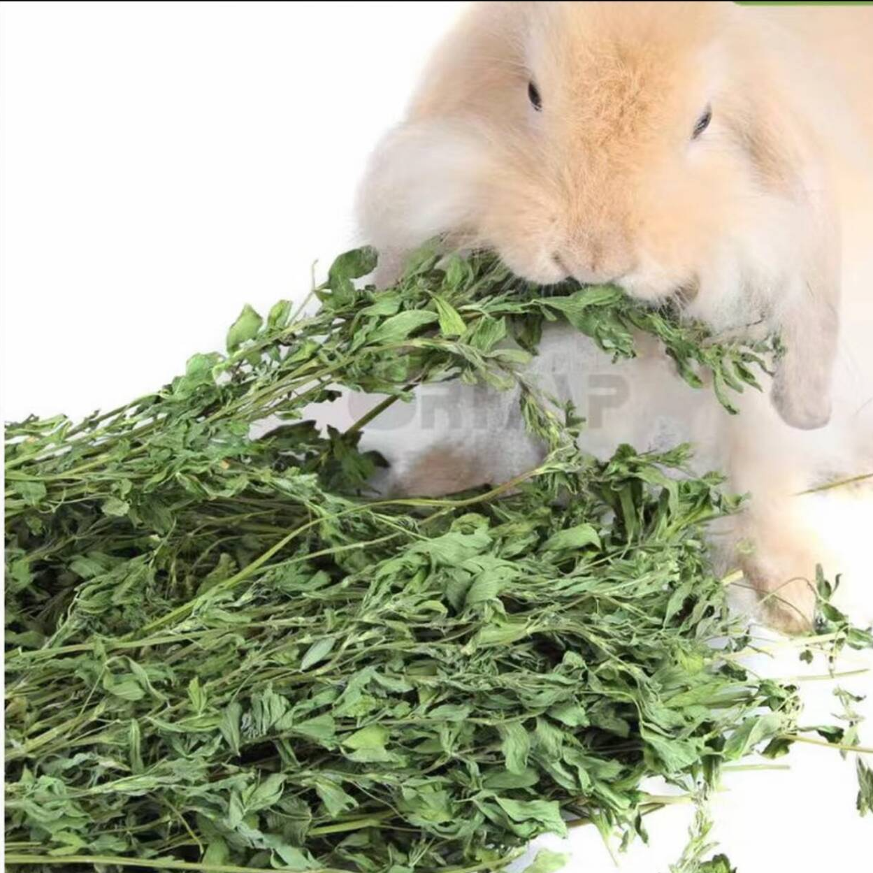 烘干苜蓿草幼兔成兔龙猫荷兰猪专用优质牧草干草