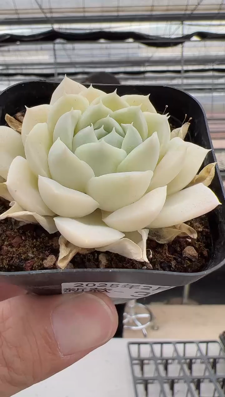 【闪购商品】新款-35