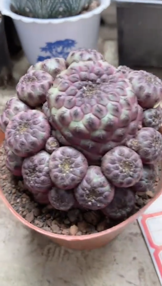 紫丽丸一物一拍仙人球