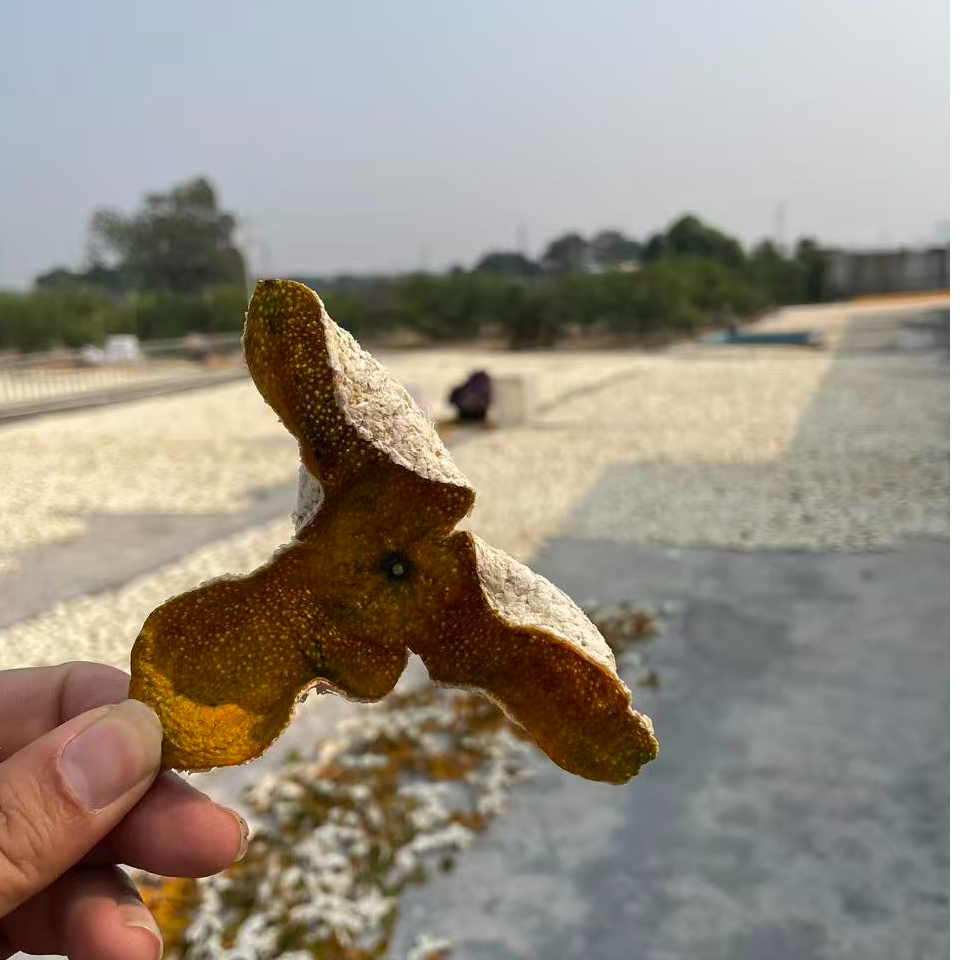 【枳壳二红皮】西甲8年驳枝老树枳壳柑香四溢蜜甜花香储存性价比高